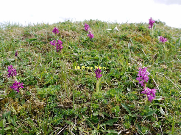 Photo 6"x4" Early-purple Orchid (Orchis mascula), Scutter Hill Quarry Westgate\/NY9038 c2011