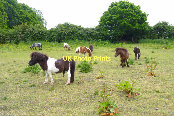Photo 6"x4" Ponies in a Field at East End East End\/SZ3697 c2011