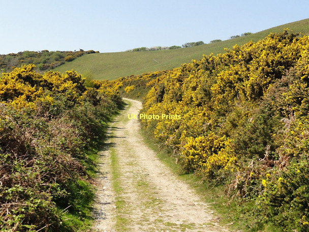 Photo 6"x4" Bridleway below Chardown Hill Morcombelake c2011