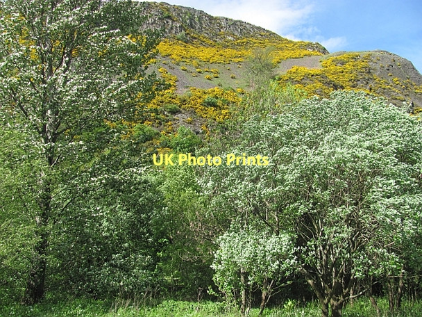 Photo 6"x4" Woodland under Castle Law Blairlogie c2011