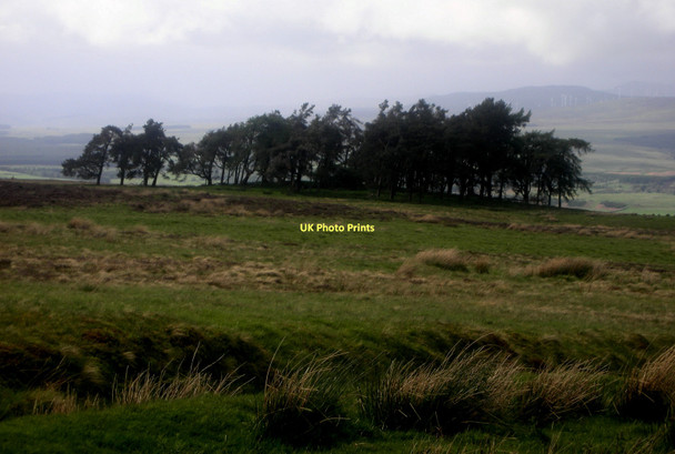 Photo 6"x4" Lonely Copse Greenloaning\/NN8307 c2009