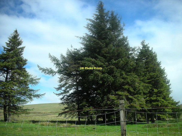 Photo 6"x4" Stand of Trees Black Hill\/NN8303 c2009
