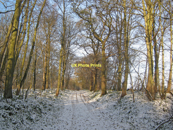 Photo 6"x4" Kennel Lane Newstead\/SK5152 c2010