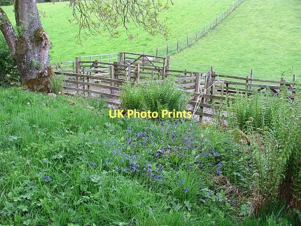 Photo 6"x4" Gathering pens Bridge of Allan c2011
