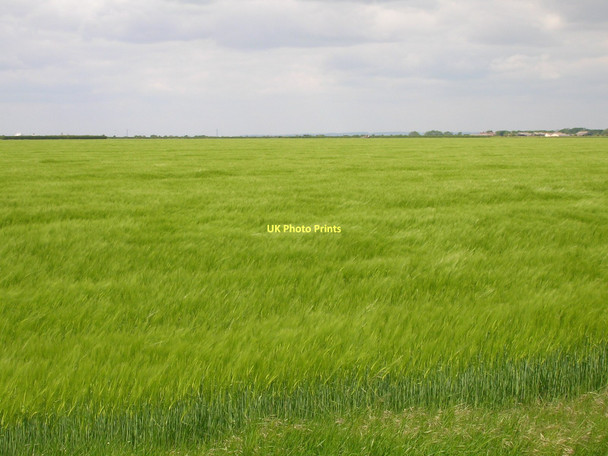 Photo 6"x4" Farmland near West Farm Sunk Island c2011