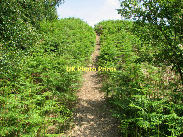 Photo 6"x4" Narrow path through bracken, Herringfleet Hills St Olaves c2011