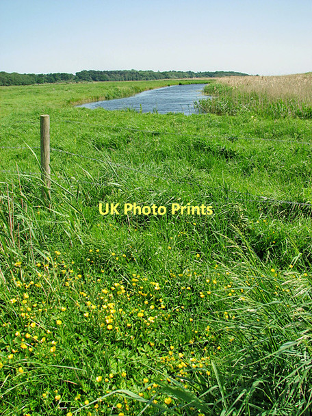 Photo 6"x4" Buttercups and drainage channel, Somerleyton Herringfleet c2011