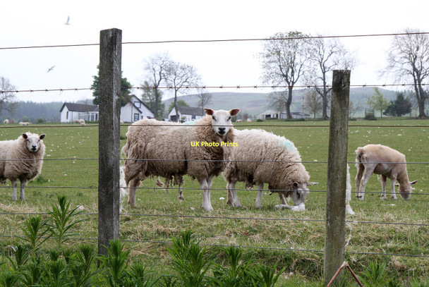 Photo 6"x4" Grazing Sheep Auchterarder c2011