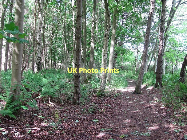 Photo 6"x4" Butterdean Woods Gladsmuir\/NT4573 c2011