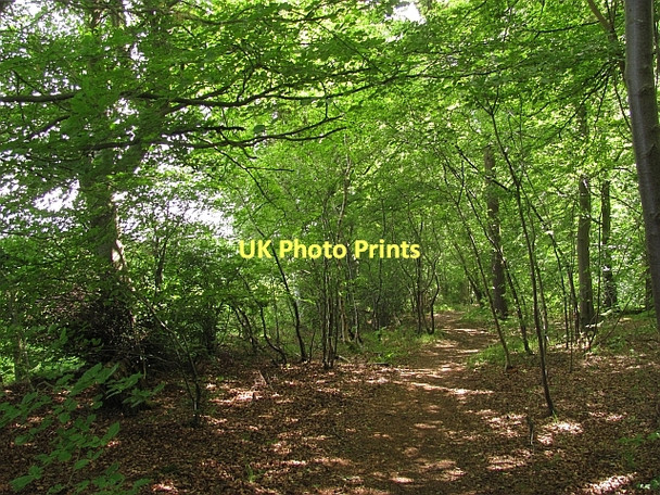 Photo 6"x4" Path, Butterdean Wood Gladsmuir\/NT4573 c2011