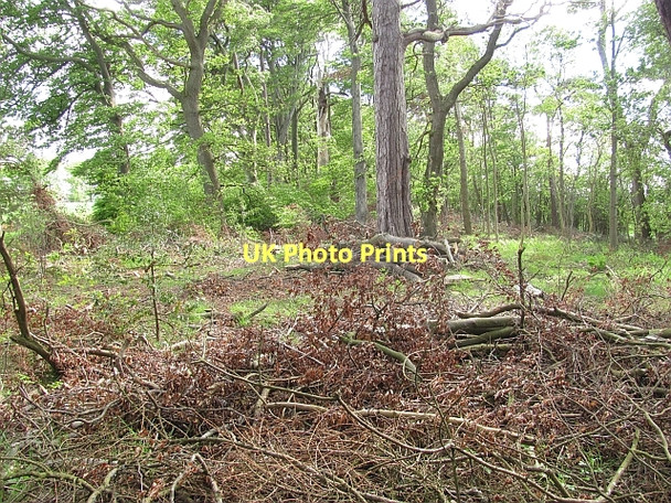 Photo 6"x4" Strip wood, Butterdean Gladsmuir\/NT4573 c2011