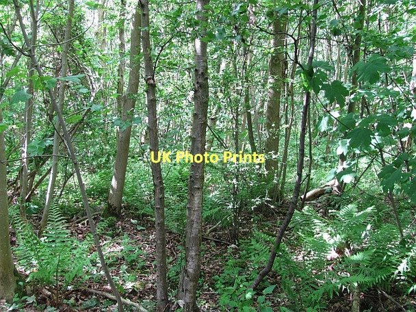Photo 6"x4" Butterdean Woods New Town\/NT4470 c2011