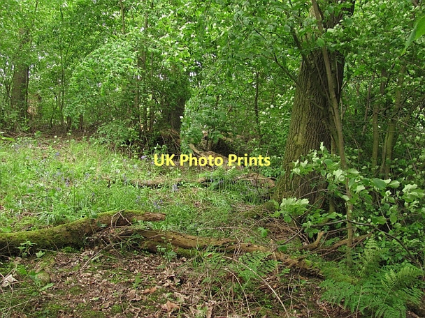 Photo 6"x4" Woodland, Throsk Alloa c2011