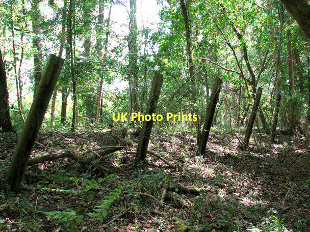 Photo 6"x4" East Suffolk line through Waveney Forest - old railway fencing St Olaves c2011