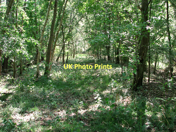 Photo 6"x4" East Suffolk line through Waveney Forest - overgrown trackbed St Olaves c2011
