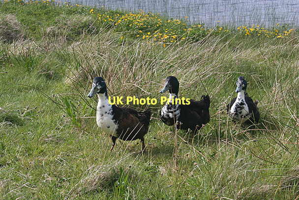 Photo 6"x4" Hungry Ducks Port Mholair c2011