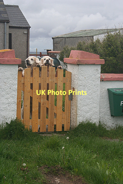 Photo 6"x4" A Rowdy Reception Brocair c2011