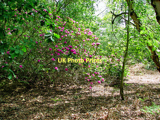 Photo 6"x4" Flowering rhododendron in Fritton Warren Fritton\/TG4600 c2011