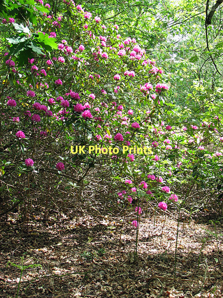 Photo 6"x4" Flowering rhododendron in Fritton Warren Fritton\/TG4600 c2011 P1