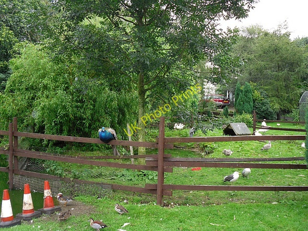 Photo 6"x4" Peacock and other birds, Knoxwood wildlife centre High Whinnow c2009