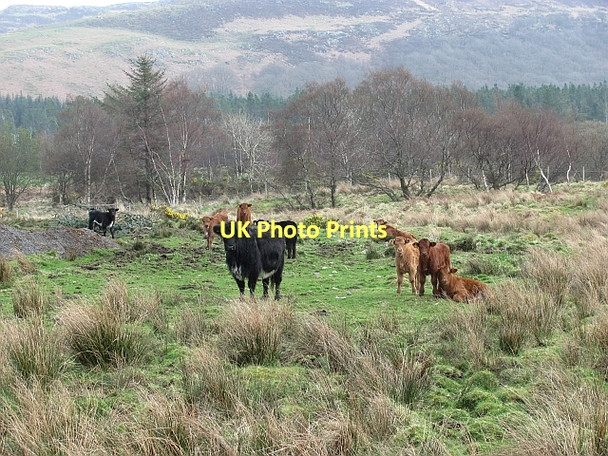 Photo 6"x4" Cattle, Glen Forsa Salen c2011