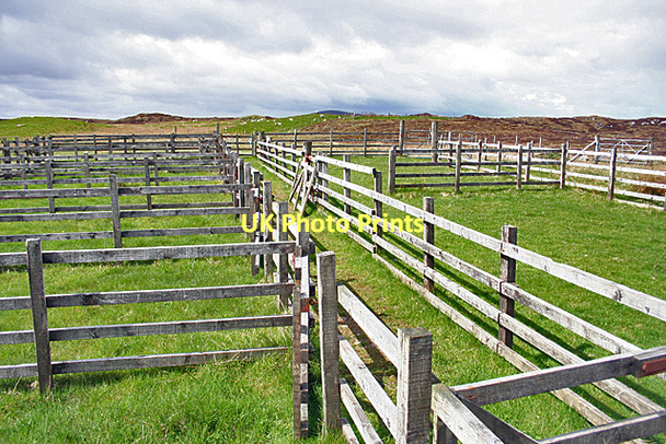 Photo 6"x4" Sheep Pens Bail' Ur Tholastaidh c2011