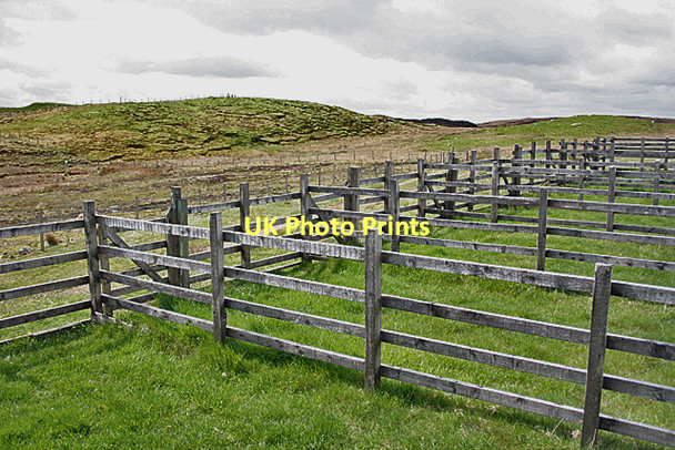 Photo 6"x4" Sheep Pens Bail' Ur Tholastaidh c2011