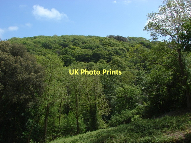 Photo 6"x4" Temple Wood Kestle\/SW9945 c2011