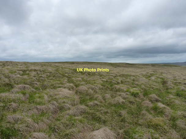 Photo 6"x4" Extensive tussock grass on Bryn Trapau Bryn Trapau c2011