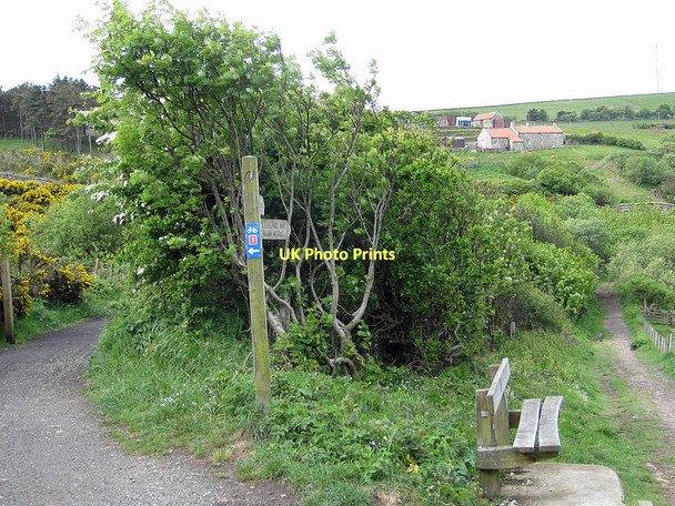 Photo 6"x4" Paths diverge Ravenscar c2011