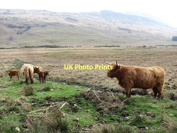 Photo 6"x4" Cattle, Glen Forsa Beinn nan Lus\/NM5940 c2011