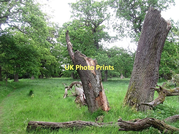Photo 6"x4" Oakwood, Dalkeith Park Dalkeith\/NT3467 c2011