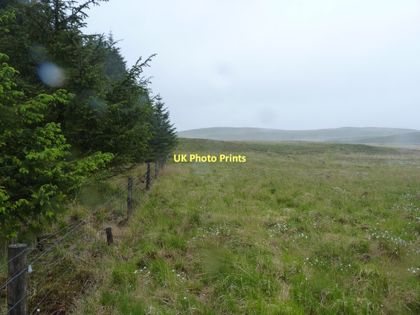 Photo 6"x4" Right on the forest edge Nant Gwinau\/SN7862 c2011