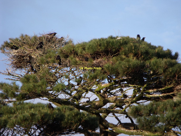 Photo 6"x4" Rookery in Scots Pine, Lagness, West Sussex Lagness c2011