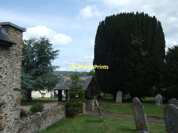 Photo 6"x4" Yew tree and lychgate at Gittisham Gittisham c2011