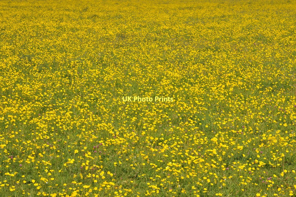 Photo 6"x4" Field of buttercups Radcot c2011