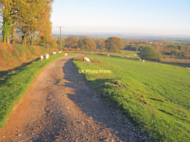Photo 6"x4" Track across Castlemorton Common Chandler's Cross\/SO7738 c2010