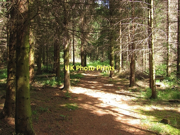 Photo 6"x4" Butterdean Wood New Town\/NT4470 c2011