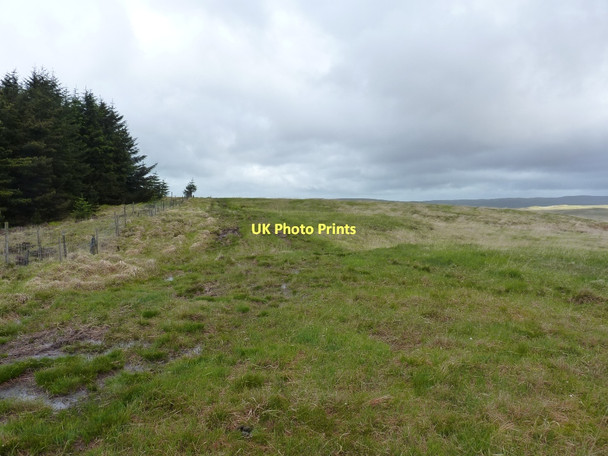Photo 6"x4" At the corner of the forest and the moor Carreg Wen Fawr c2011