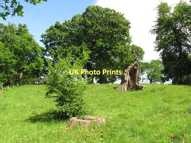 Photo 6"x4" Oakwood, Dalkeith Park Dalkeith\/NT3467 c2011