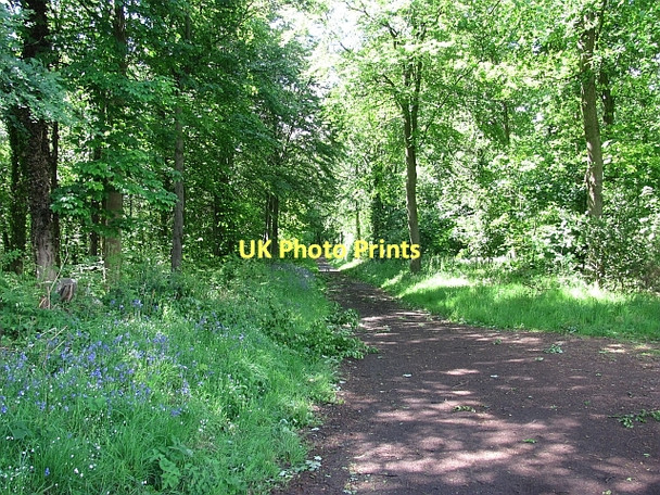 Photo 6"x4" Woodland road, Dalkeith Dalkeith\/NT3467 c2011