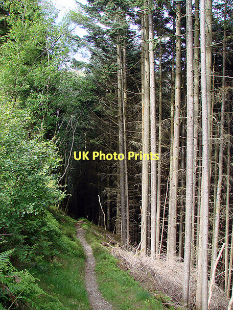 Photo 6"x4" The Devil's Bridge to Borth path Devil's Bridge\/Pontarfynach c2011