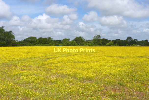 Photo 6"x4" Buttercup Field Lymington c2011