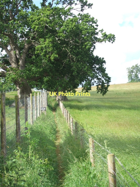 Photo 6"x4" Footpath across Powderham Park Powderham c2011