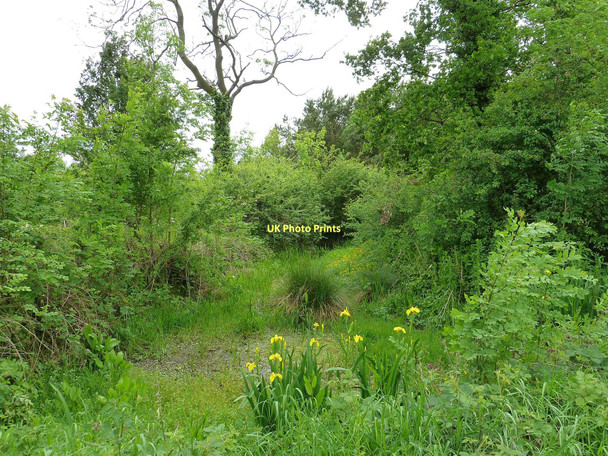 Photo 6"x4" Peter Pond, nr Crathorne Crathorne c2011