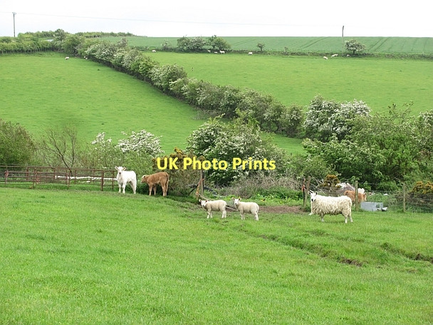 Photo 6"x4" Livestock beneath Kinninmouth Hill Clatto\/NO4315 c2011