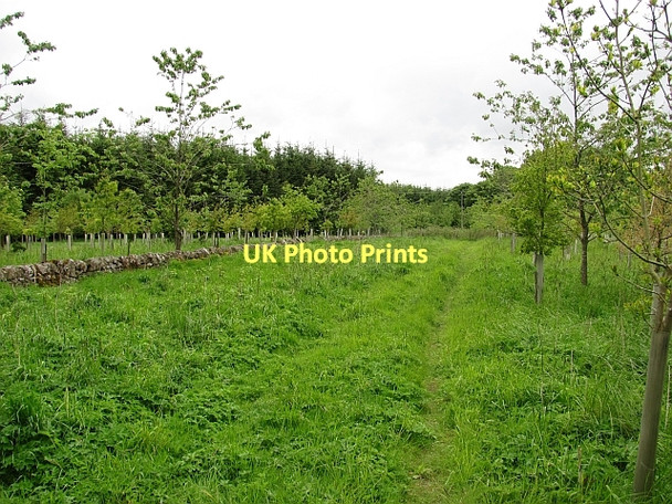 Photo 6"x4" Woodland, Falfield Peat Inn c2011