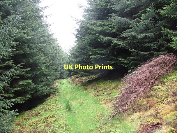 Photo 6"x4" Path on Cairn Hill Walkerburn c2011