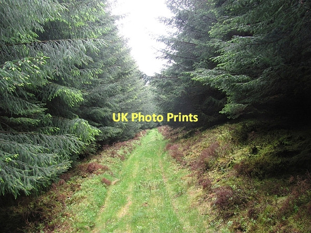 Photo 6"x4" Path on Cairn Hill Walkerburn c2011 P1