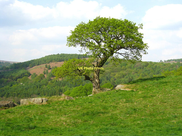 Photo 6"x4" Old Tree Robin Hood\/SK2772 c2011